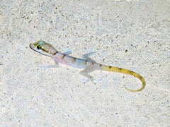 Asaccus gallagheri