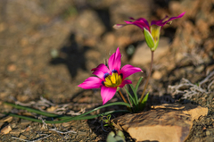 Romulea subfistulosa