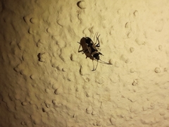 Raglius confusus