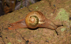 Kerkophorus