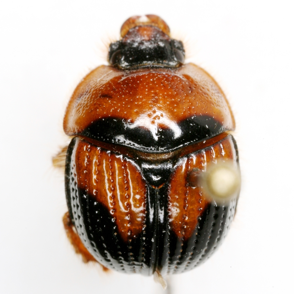 Bolbocerosoma lepidissimum