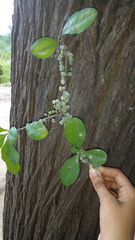 Achatocarpus praecox