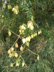 Serjania brachycarpa