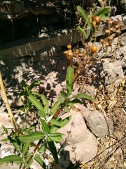 Solanum argentinum