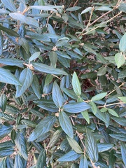 Viburnum rhytidophyllum