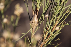 Gnorimoschema powelli