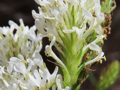 Dischisma ciliatum ciliatum