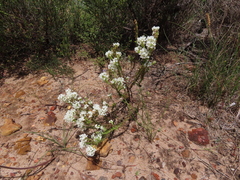 Dischisma ciliatum ciliatum