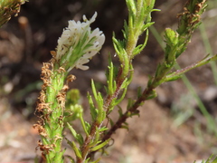 Dischisma ciliatum ciliatum