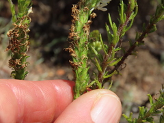 Dischisma ciliatum ciliatum