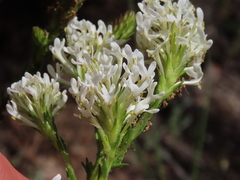 Dischisma ciliatum ciliatum