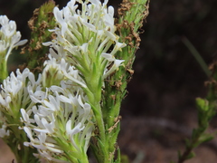 Dischisma ciliatum ciliatum