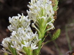 Dischisma ciliatum ciliatum