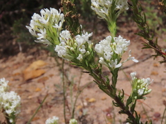 Dischisma ciliatum ciliatum