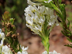 Dischisma ciliatum ciliatum