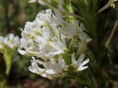 Dischisma ciliatum ciliatum