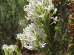 Dischisma ciliatum ciliatum