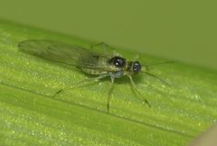 Cavariella aegopodii