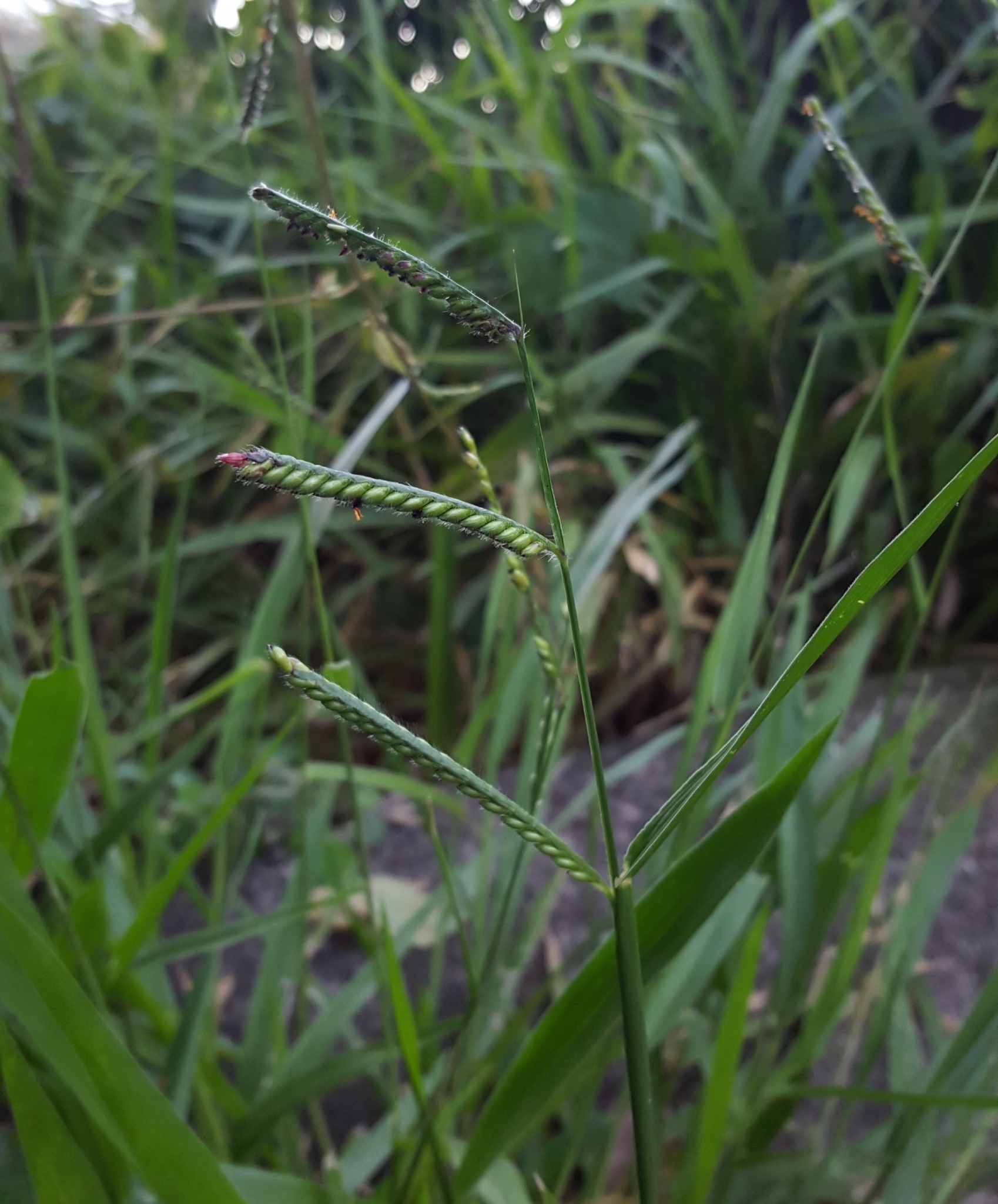 (c) François Rousseu, certains droits réservés (CC BY-NC) https://www.inaturalist.org/observations/98907116