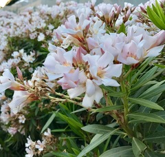 Nerium oleander