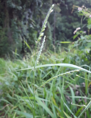 Urochloa image