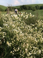 Eremogone longifolia