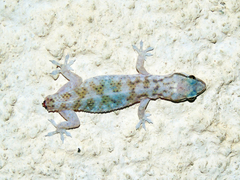 Hemidactylus hajarensis