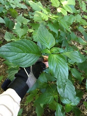 Dicliptera brachiata