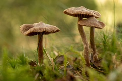 Cortinarius hemitrichus