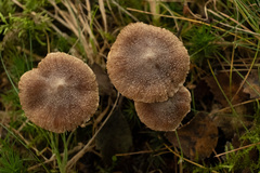 Cortinarius hemitrichus