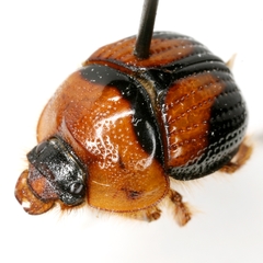 Bolbocerosoma lepidissimum