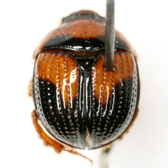 Bolbocerosoma lepidissimum