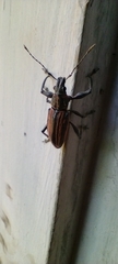 Naupactus rivulosus