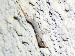 Hemidactylus hajarensis