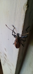 Naupactus rivulosus