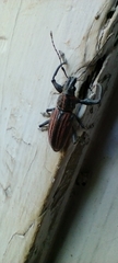 Naupactus rivulosus