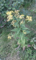 Senecio nemorensis