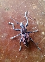 Naupactus rivulosus