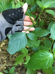 Dicliptera brachiata