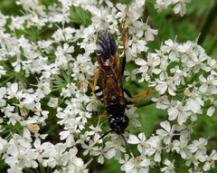 Tenthredo crassa