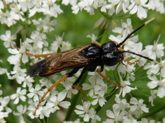 Tenthredo crassa