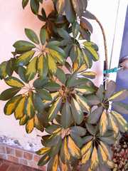 Heptapleurum arboricola