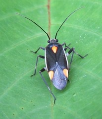 Capsodes flavomarginatus