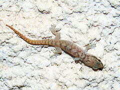 Hemidactylus hajarensis