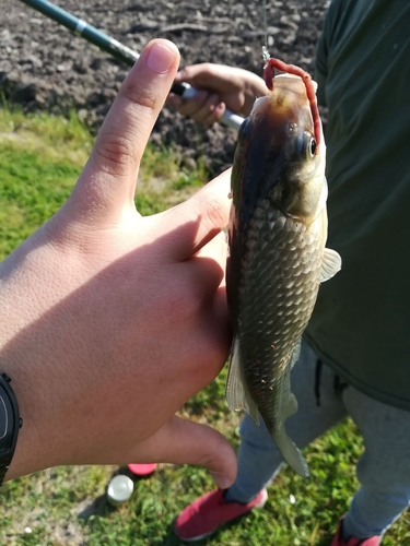Carassius gibelio