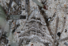 Dichromodes consignata