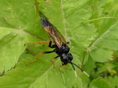 Tenthredo crassa