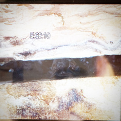 Nyctinomops laticaudatus