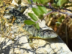 Lacerta trilineata hansschweizeri