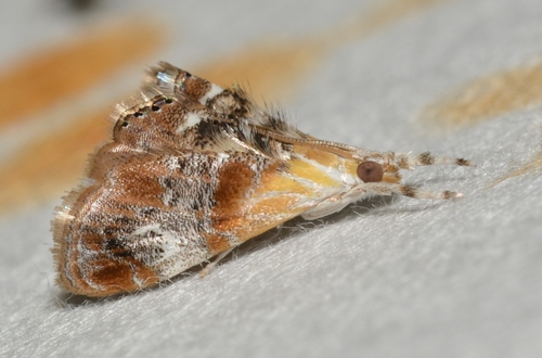 Julia's Dicymolomia Moth photo 3